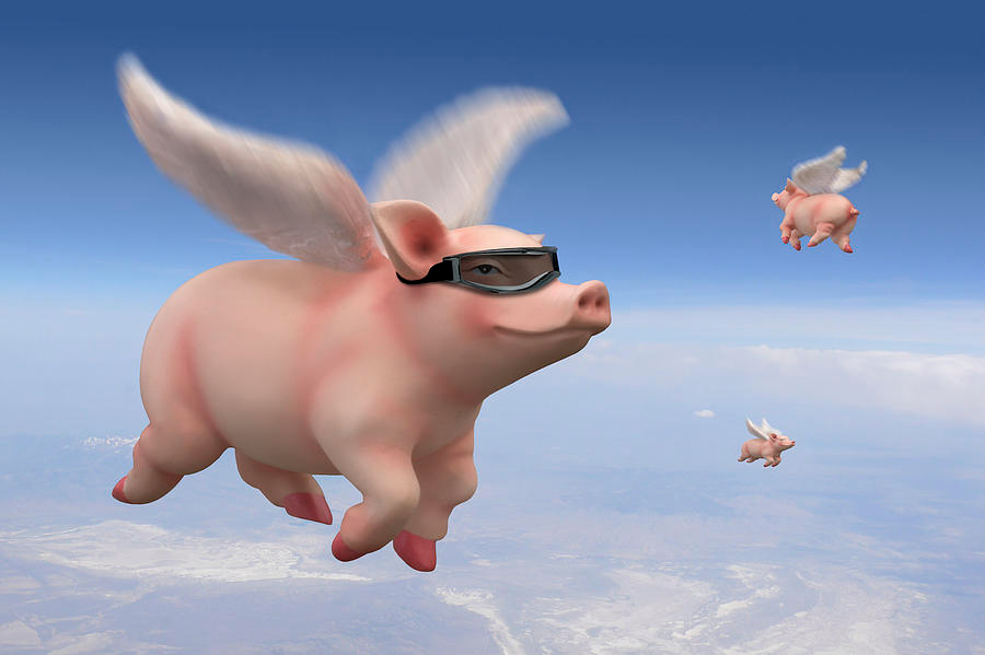 Image result for when pigs fly