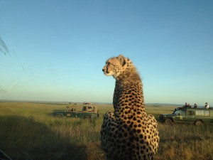 Cheetah2