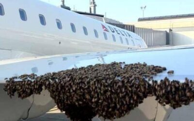 APG 038 – Bees on a Plane