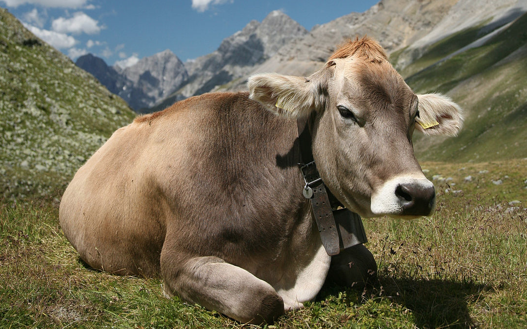 APG 265 – German Cows are Out to Get You