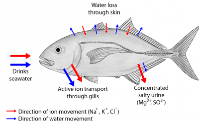 APG 308 – Fish Urine