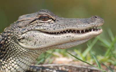 APG 328 – See Ya’ Later, Alligator!