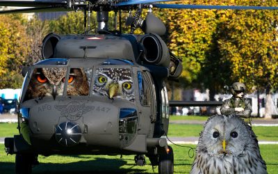 APG 447 – Helicopters and Hooters