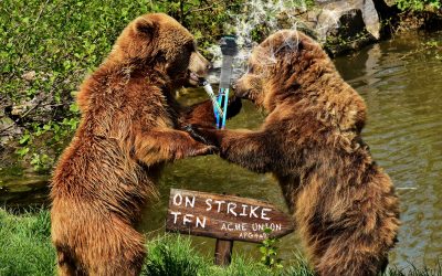 APG 449 – Bears and Bongs